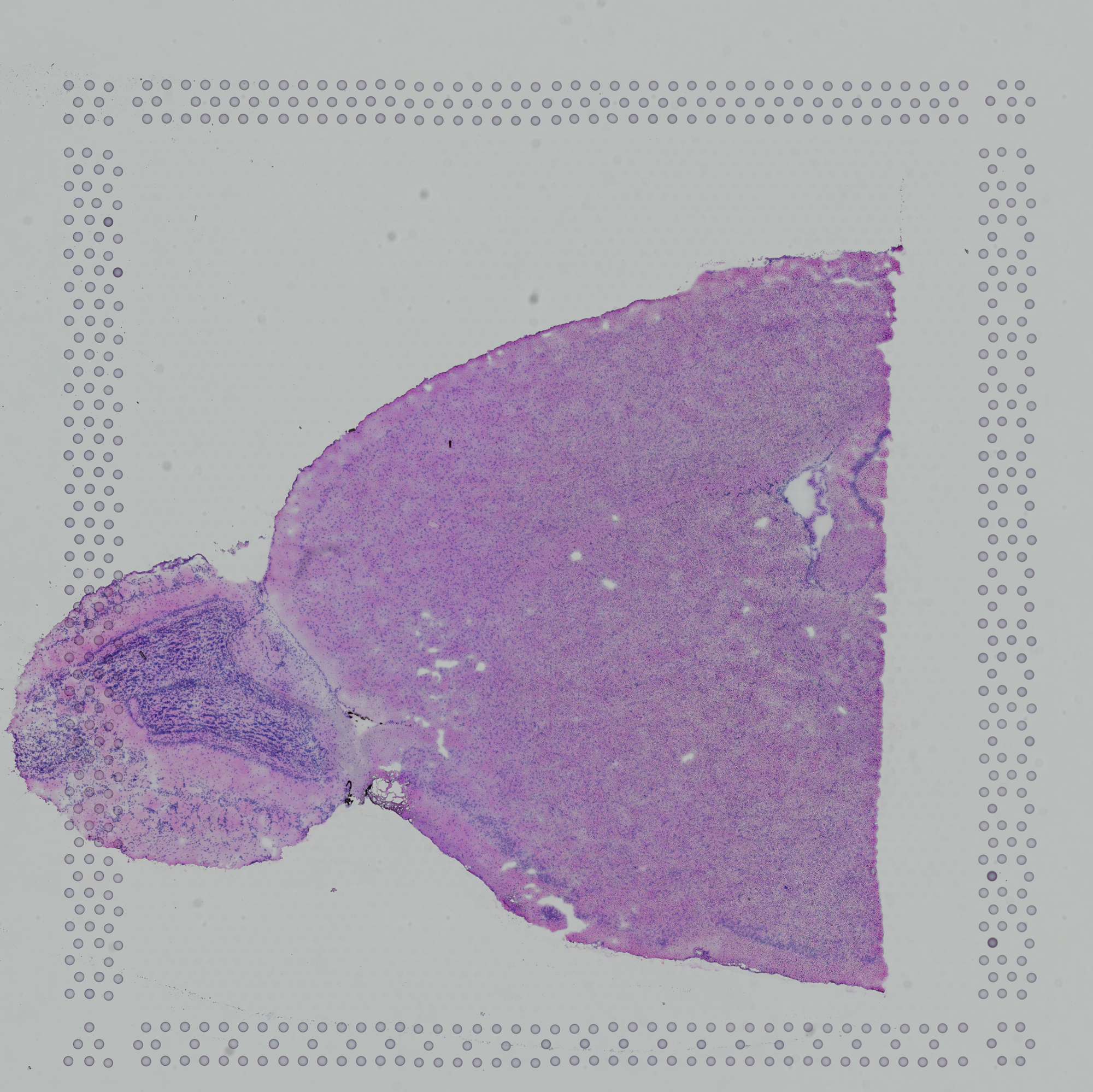 high resolution tissue image