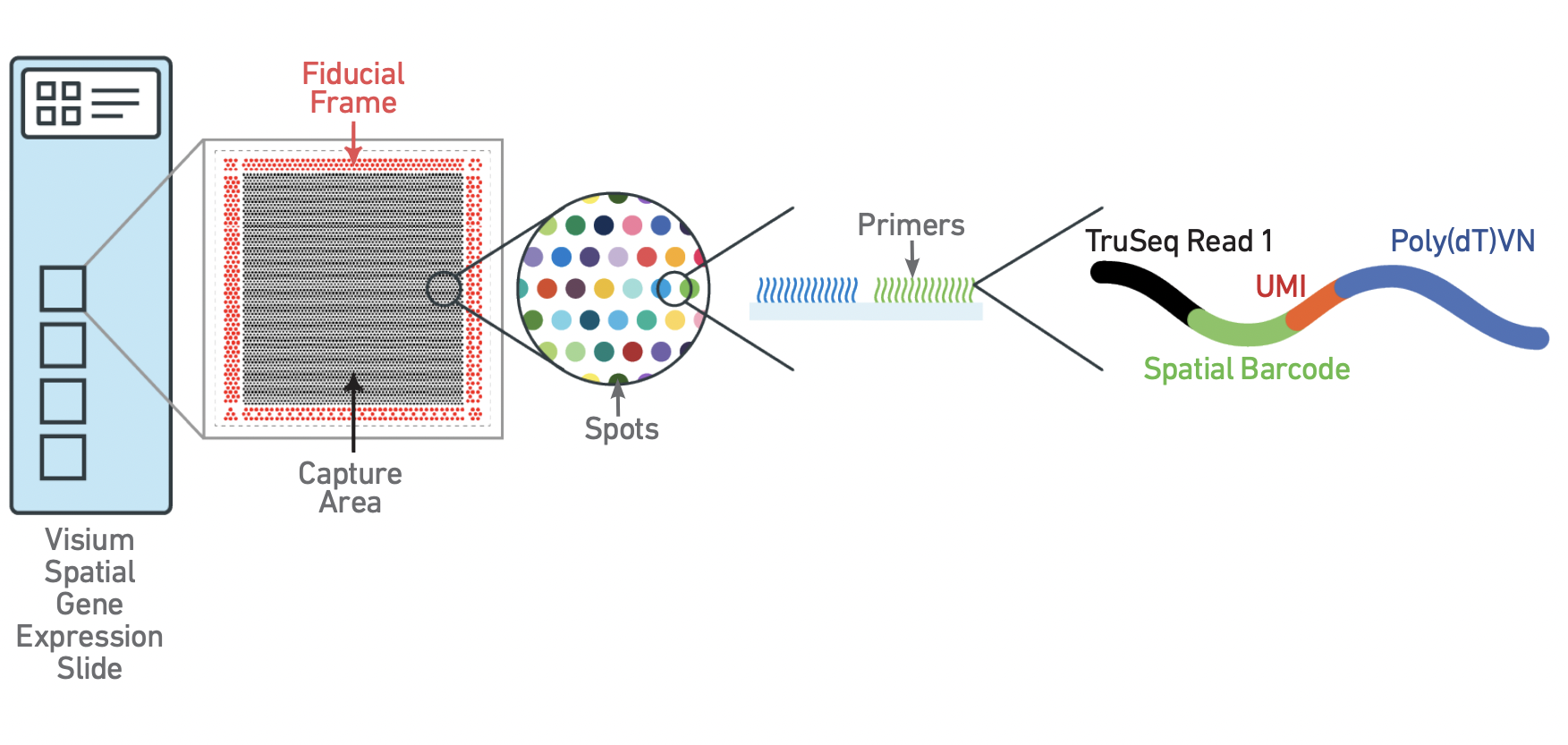 structure of a Visium gene expression slide