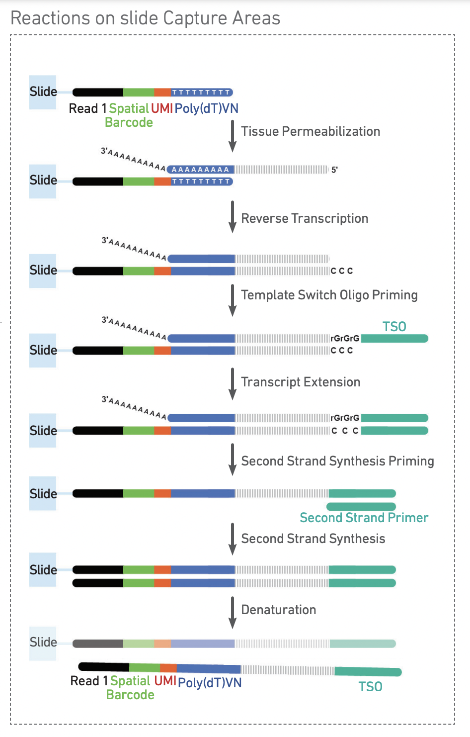 reactions taking place on Visium slide