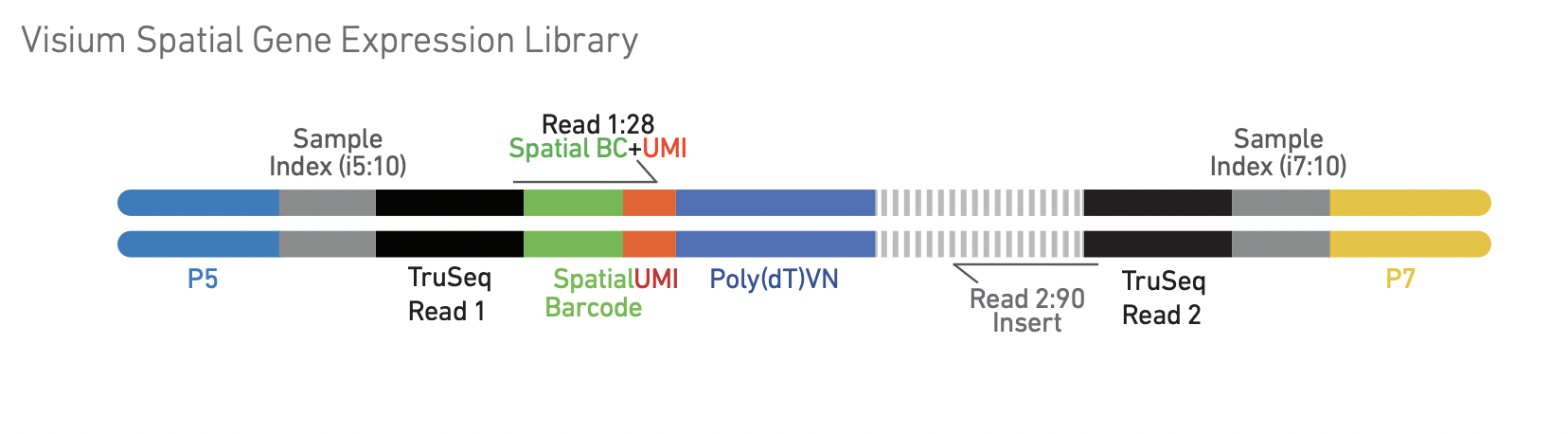 final library structure