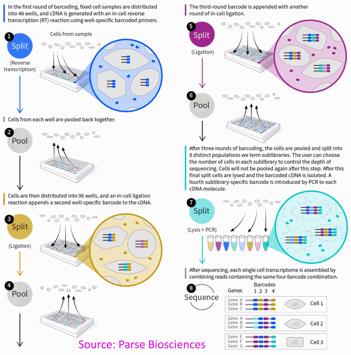 Workflow of Parse Biosciences single cell